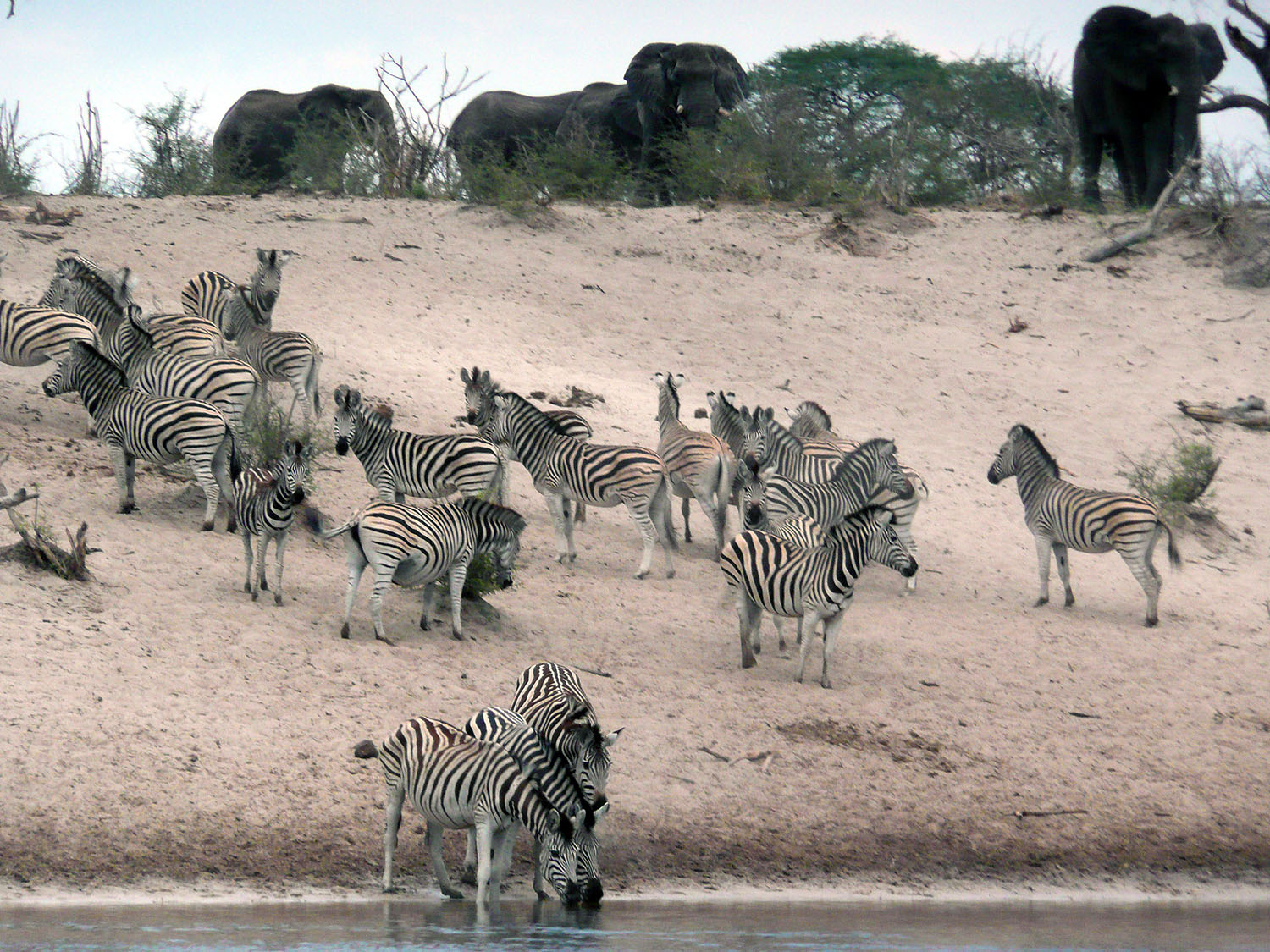 Zebraherde an einem Wasserloch im Chobe-Nationalpark in Botswana, während Elefanten im Hintergrund die Szene überblicken.