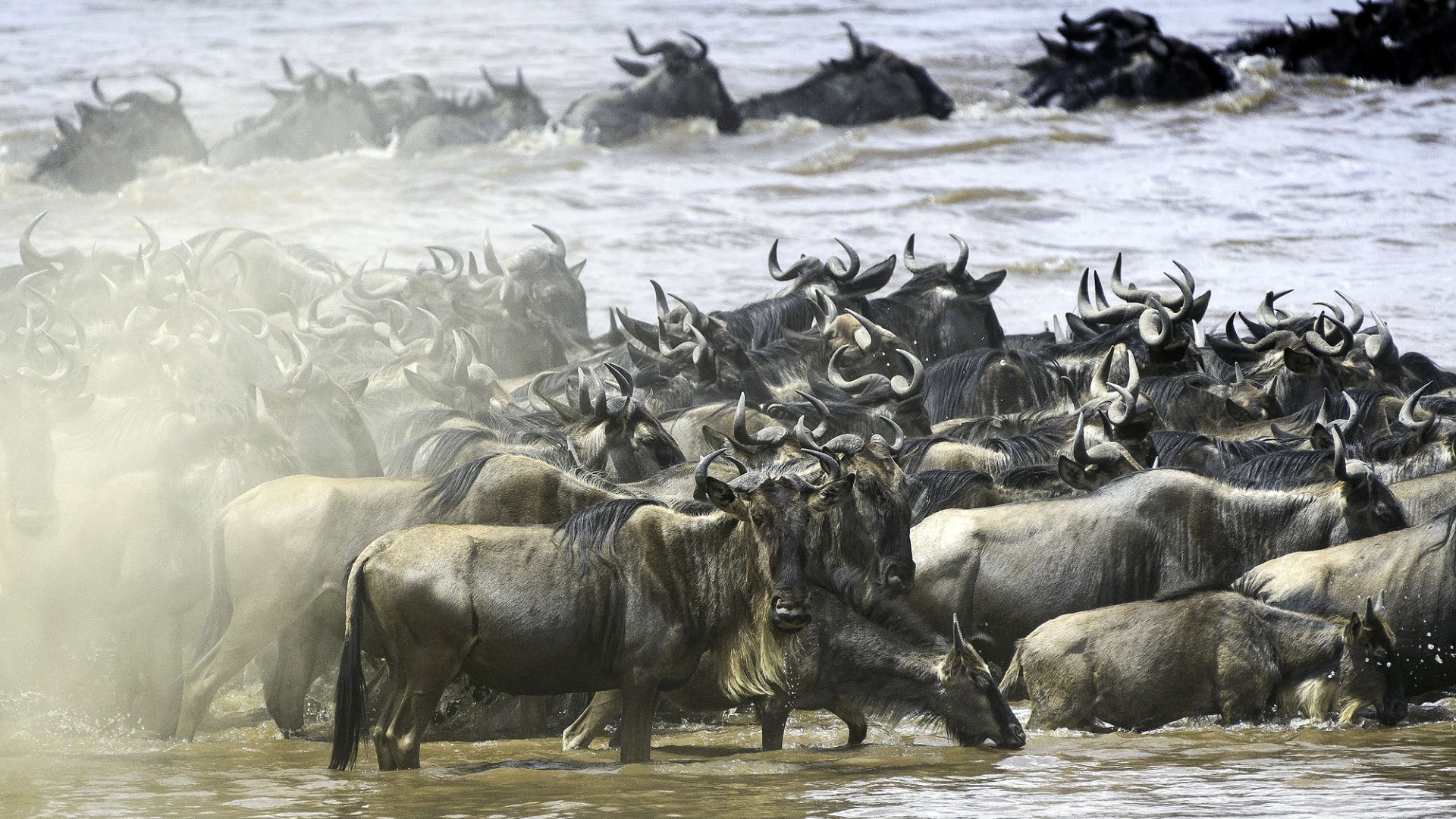 Tausende Gnus überqueren während der Großen Migration einen Fluss in der Masai Mara in Kenia.
