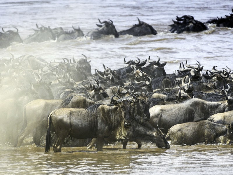 Tausende Gnus überqueren während der Großen Migration einen Fluss in der Masai Mara in Kenia.