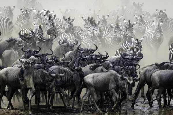 Wings over the Mara