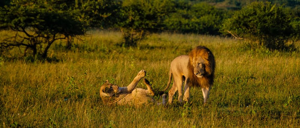 Löwenpaar in der Savanne Kenias während einer Safari im goldenen Abendlicht.