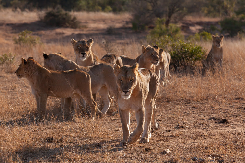 Samburu National Reserve / Matthews Range