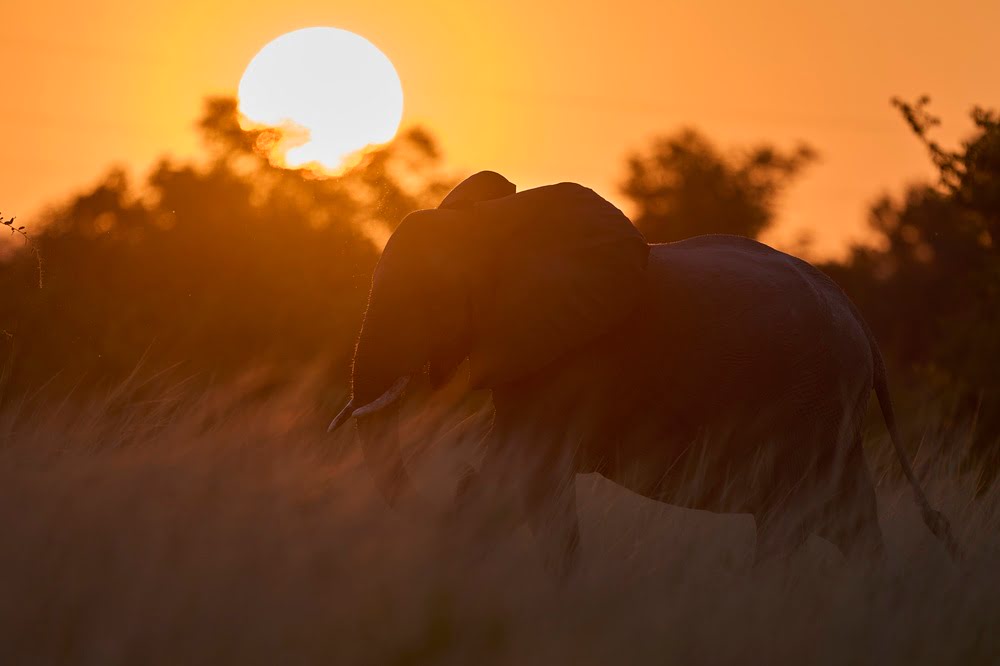 Afrikanischer Elefant im Sonnenuntergang während einer Safari in Kenia.