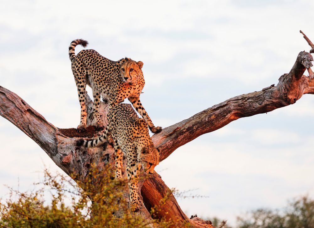 Zwei Geparden auf einem abgestorbenen Baum während einer Safari in Kenia.