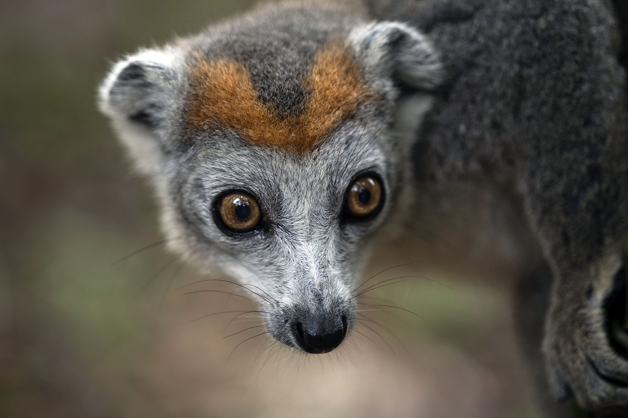 Andasibe-Mantadia Nationalpark