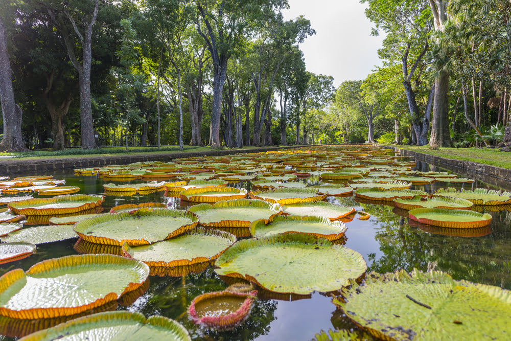 Garten von Pamplemousses (SSR Botanical Garden)