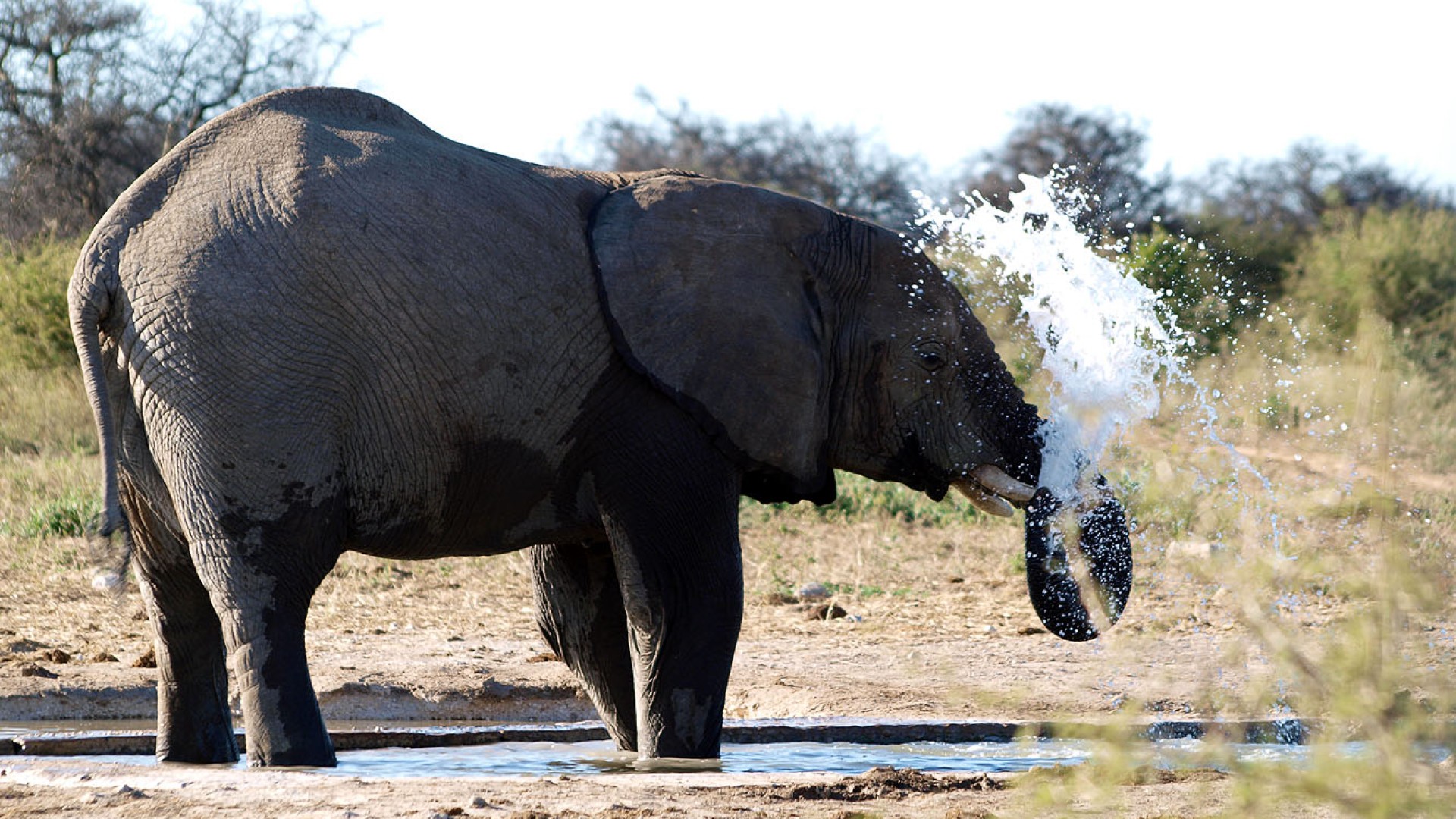 Afrikanischer Elefant spritzt Wasser an einem Wasserloch im Etosha-Nationalpark in Namibia.