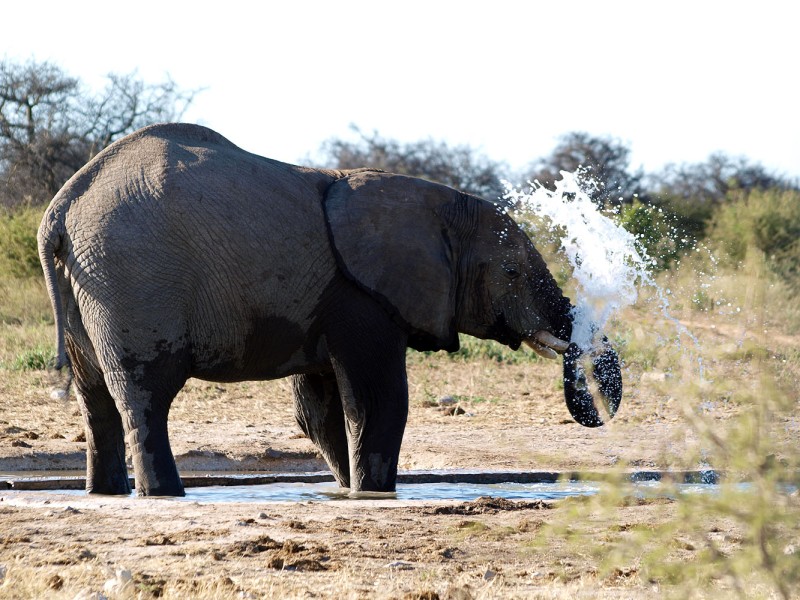 Afrikanischer Elefant spritzt Wasser an einem Wasserloch im Etosha-Nationalpark in Namibia.