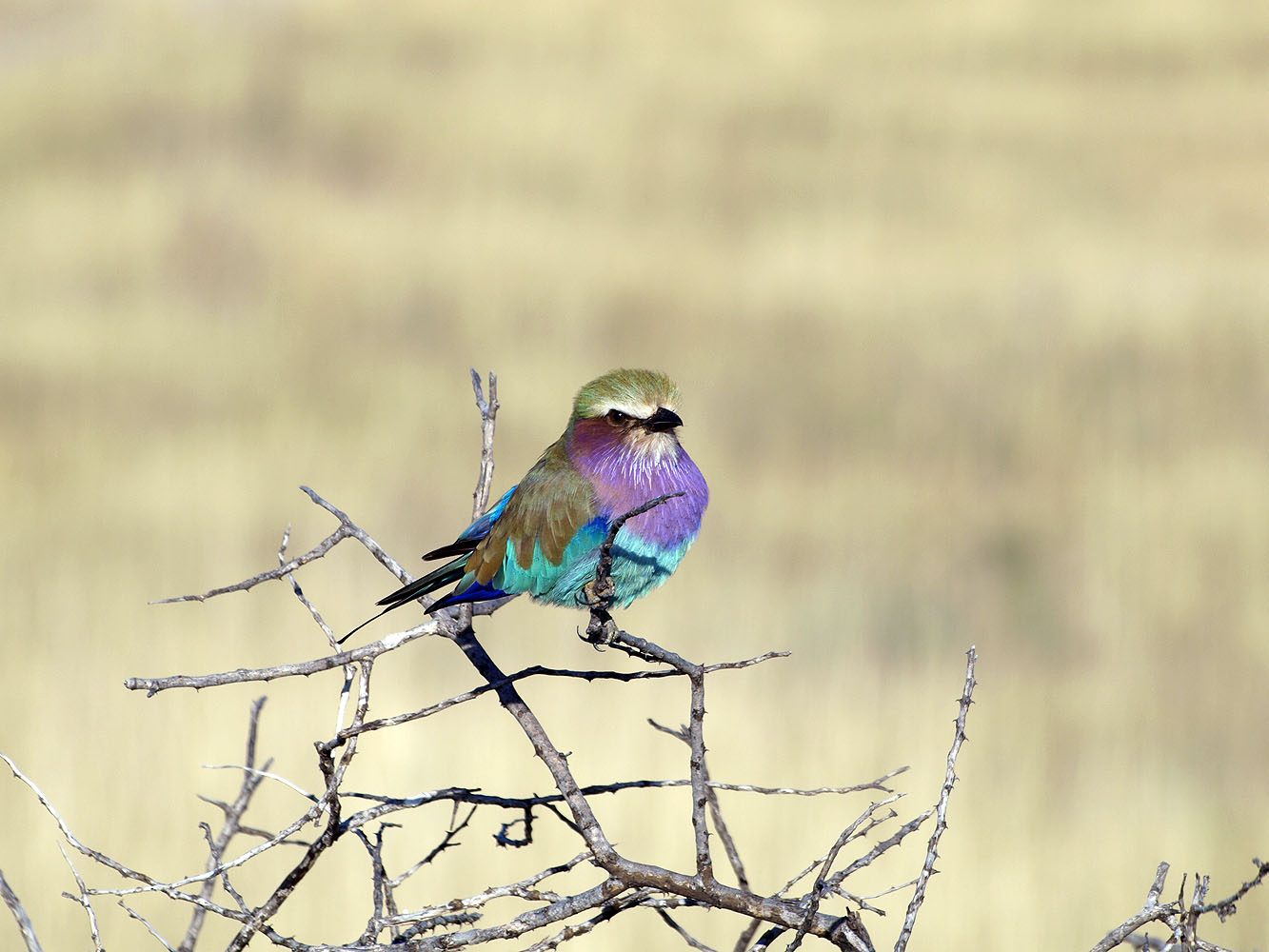 Farbenprächtige Gabelracke mit türkis-blauem Gefieder und violetter Brust auf einem trockenen Ast im Etosha-Nationalpark in Namibia.