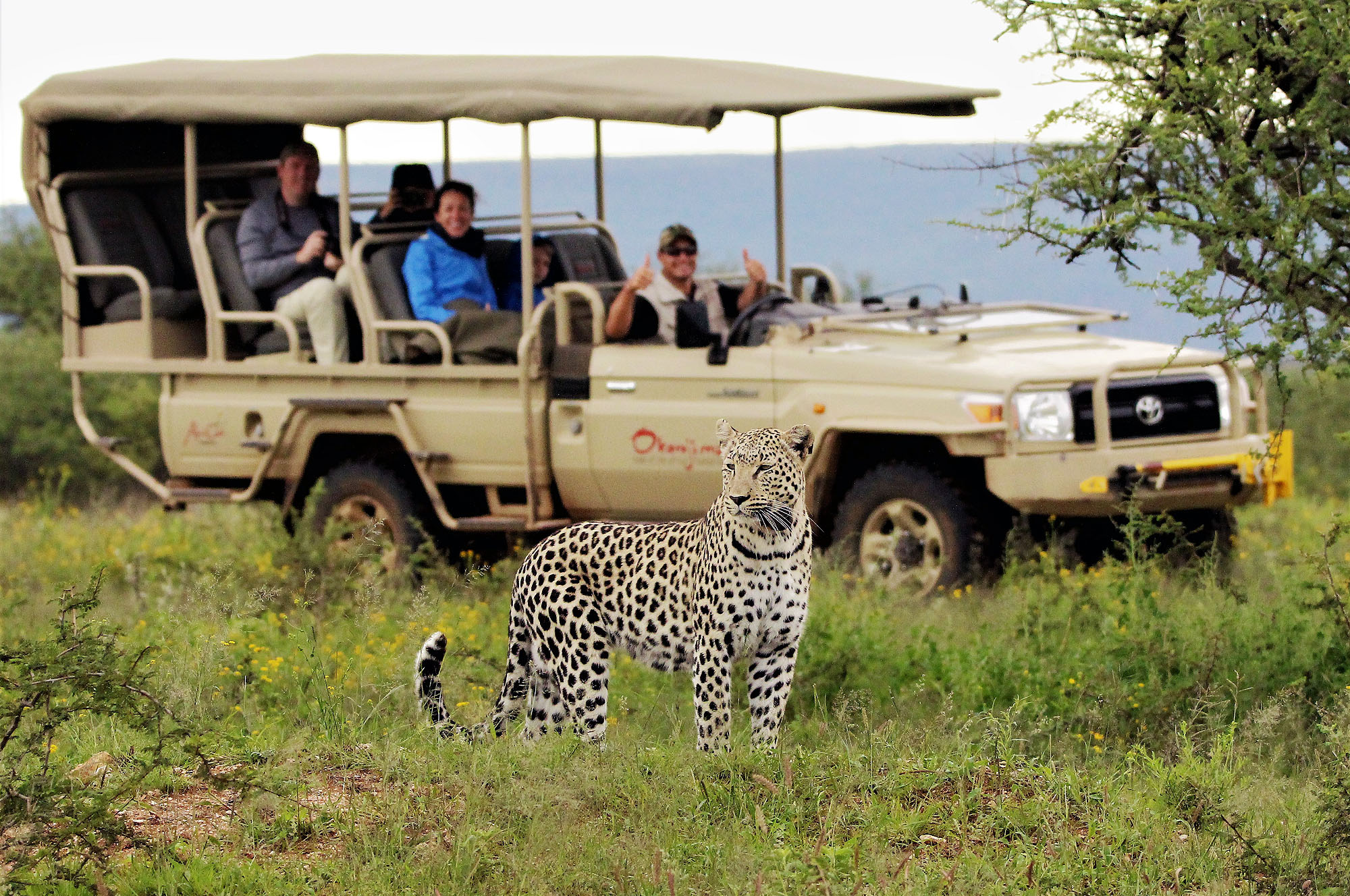 Leopard in freier Wildbahn während einer Safari in Namibia, beobachtet von Reisenden in einem offenen Geländewagen.