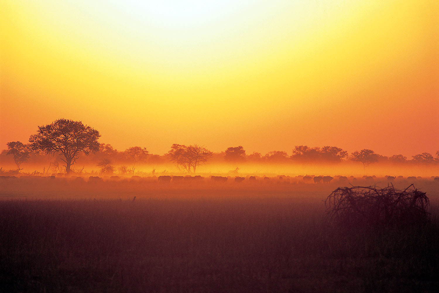 Goldener Sonnenaufgang über der Kalahari-Savanne mit Akazienbäumen und Tierherden in der morgendlichen Dunstlandschaft.
