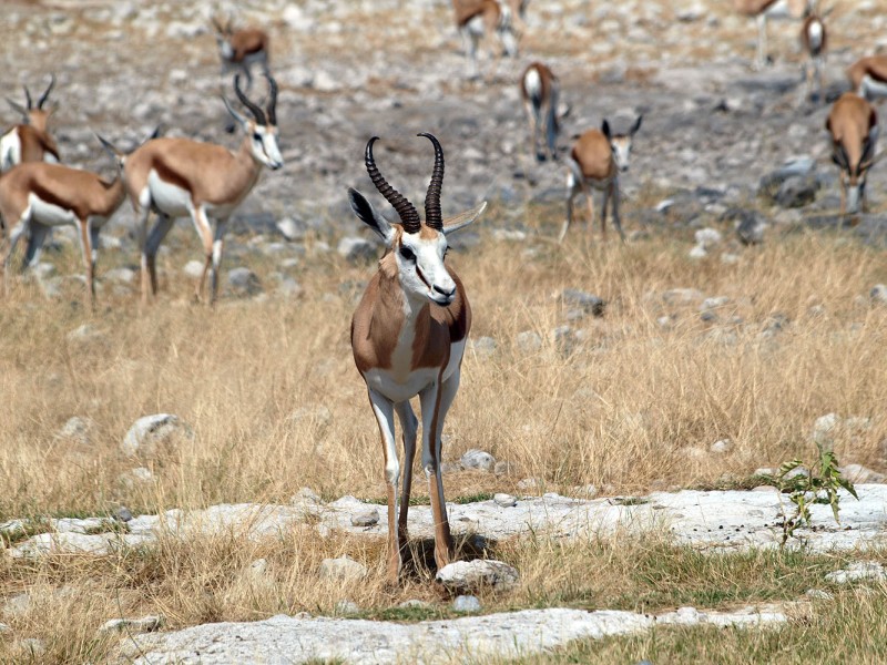 Mehrere Springböcke in der trockenen Graslandschaft des Etosha-Nationalparks in Namibia, ein Männchen mit geschwungenen Hörnern im Vordergrund.
