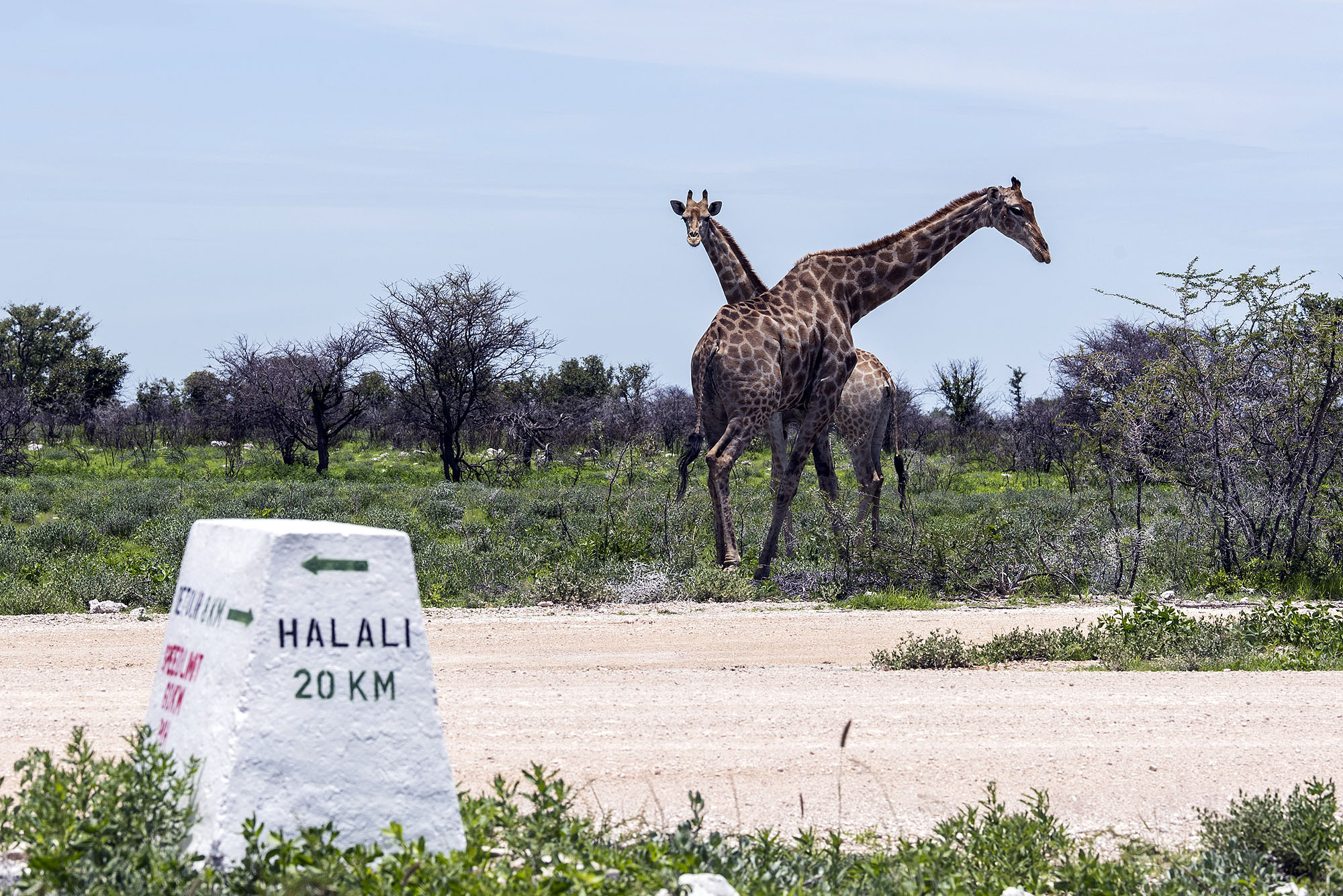 Giraffen im Etosha Nationalpark