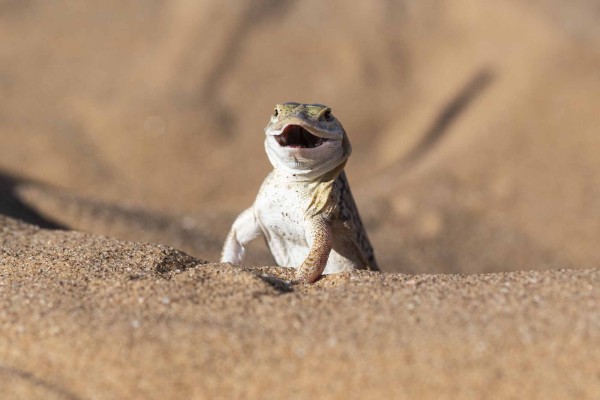 Namibia auf eigene Faust