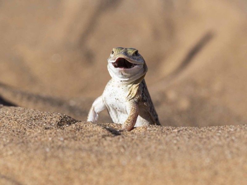 wuestengecko-namib-wildtiere-namibia.jpg