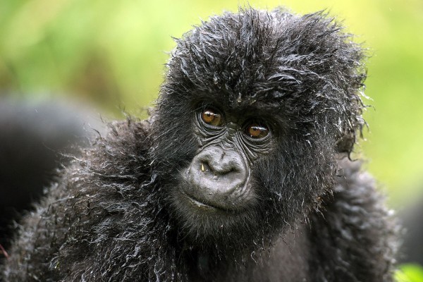 Kahuzi Biega Gorillas & Rwanda exploration
