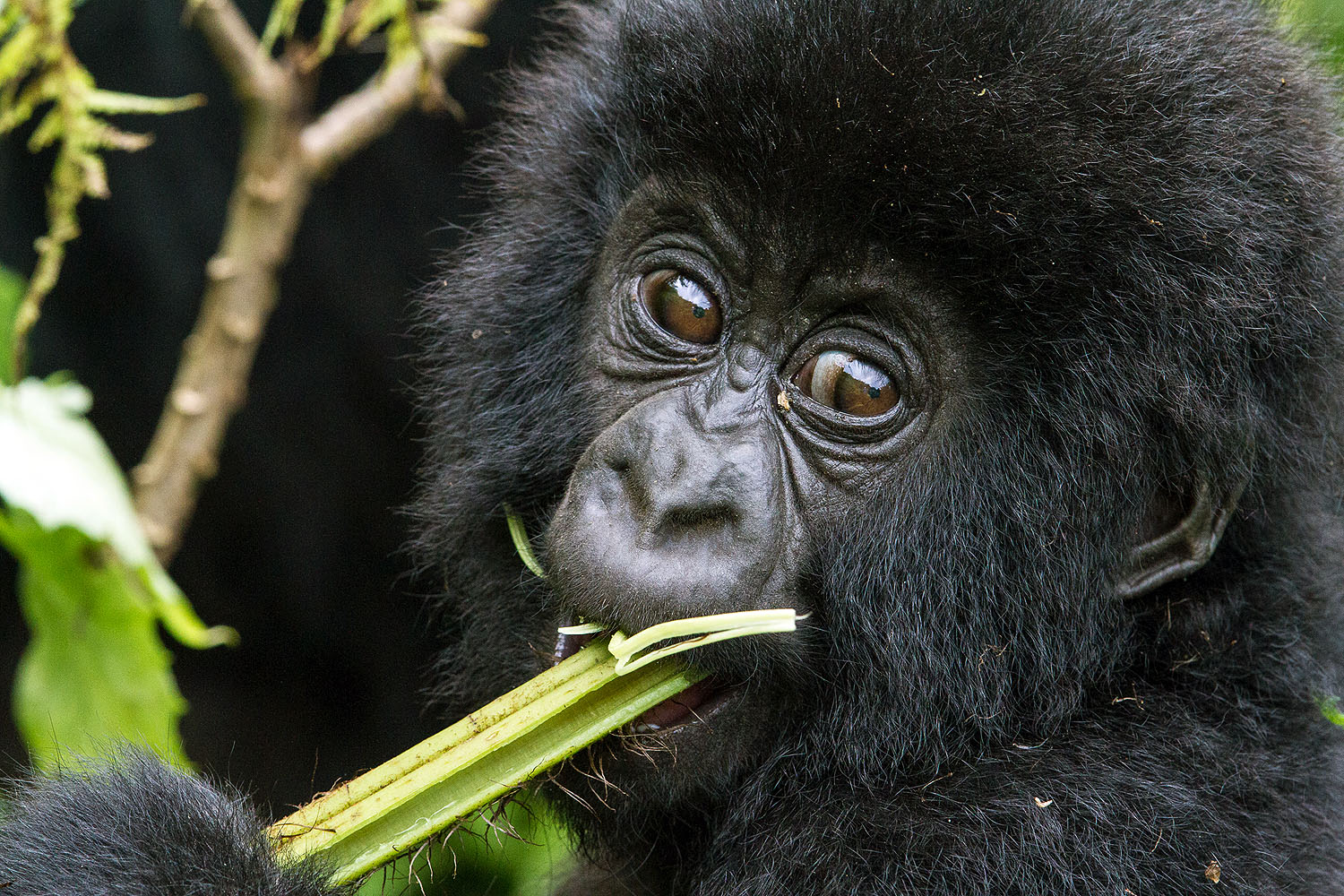 Junger Berggorilla frisst Pflanzen während eines Gorilla-Trekkings im Volcanoes Nationalpark in Ruanda.