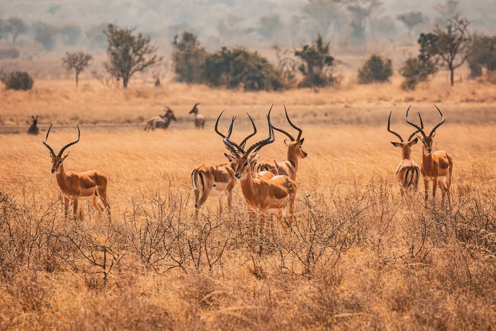Impalas in der goldenen Savannenlandschaft des Akagera National Park in Ruanda während einer Safari.