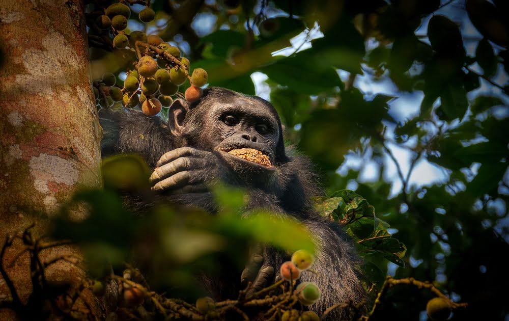 Schimpanse in den Baumkronen des Nyungwe Forest National Park in Ruanda beim Fressen von Früchten im tropischen Regenwald.
