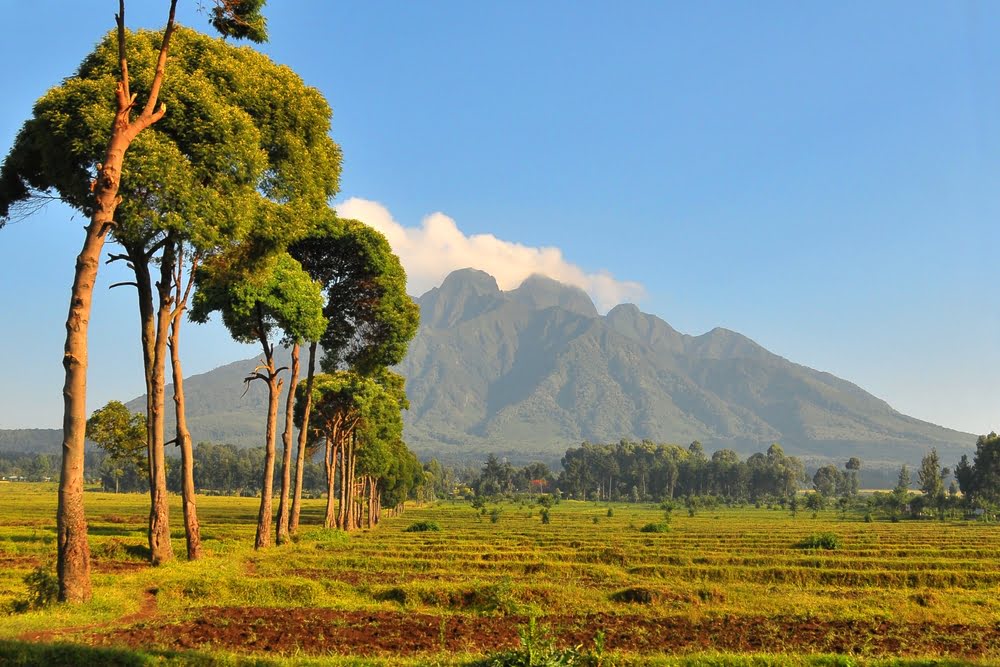 Landschaft des Volcanoes National Park in Ruanda mit Blick auf die Virunga-Vulkane und fruchtbare Felder am Fuß der Berge.