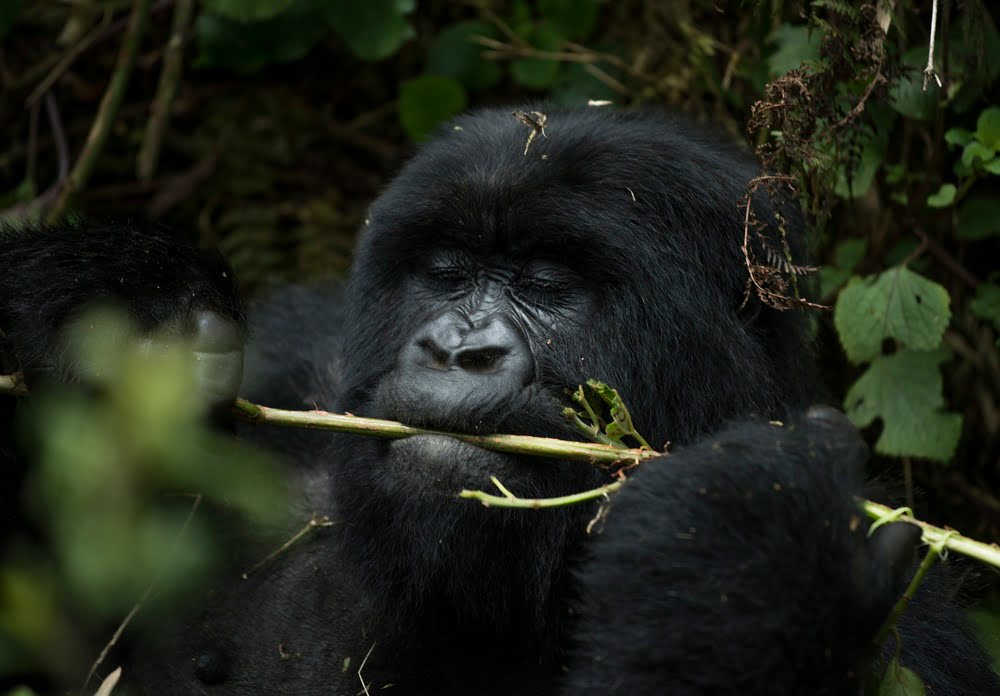 Berggorilla im dichten Regenwald des Bwindi Impenetrable Forest National Park in Uganda beim Fressen von Pflanzen.