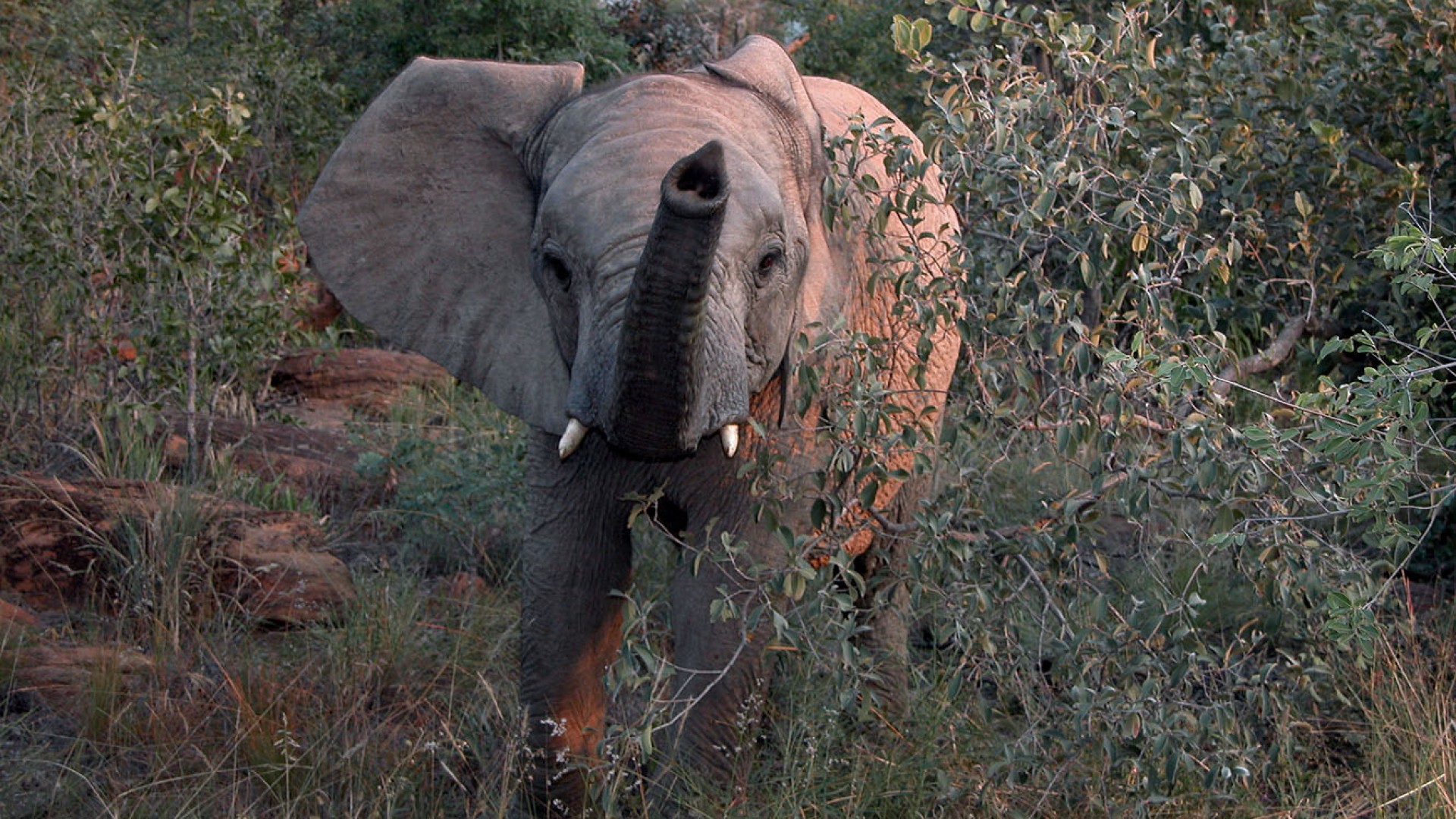 Afrikanischer Elefant im dichten Buschland eines Wildreservats entlang der Garden Route in Südafrika.