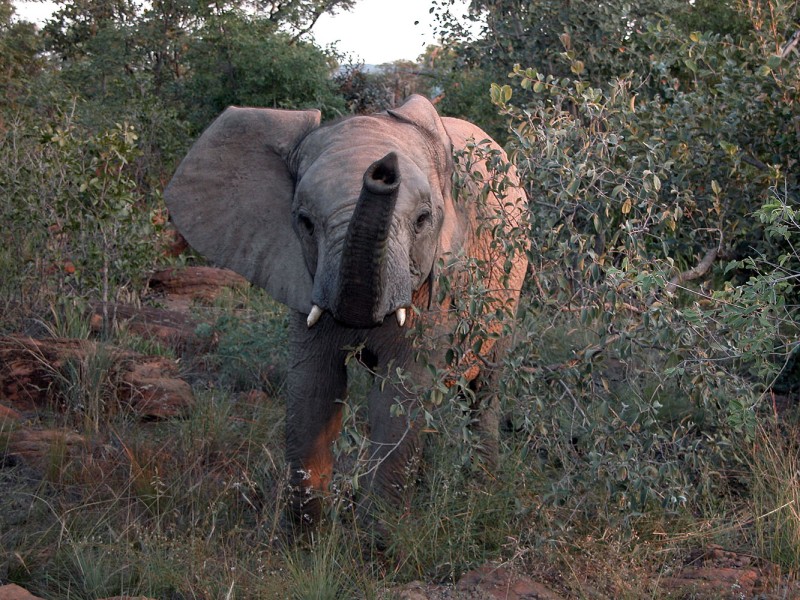 Afrikanischer Elefant im dichten Buschland eines Wildreservats entlang der Garden Route in Südafrika.