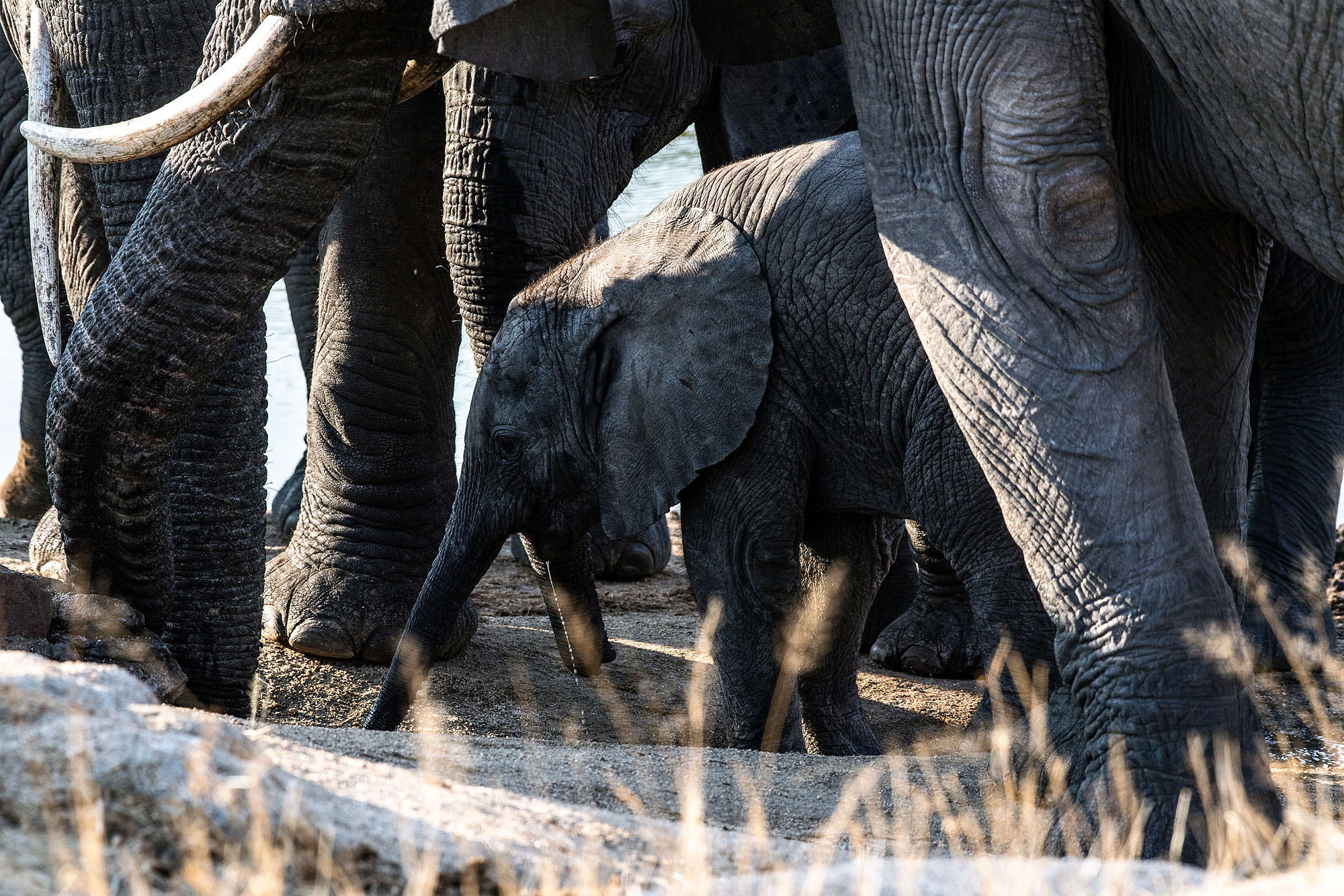 Junges Elefantenkalb bewegt sich zwischen den erwachsenen Tieren einer Elefantenherde an einem Wasserloch im südlichen Afrika.