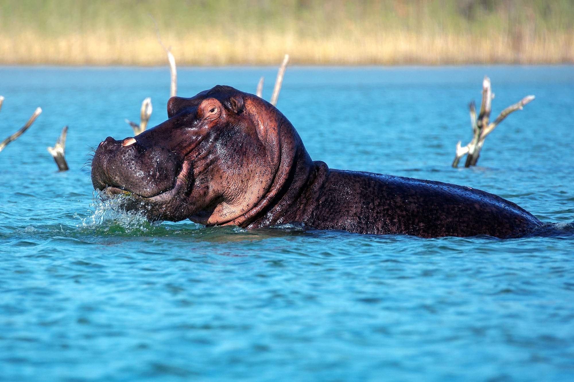 Flusspferd schwimmt in einem Wasserarm des Okavango-Deltas in Botswana.