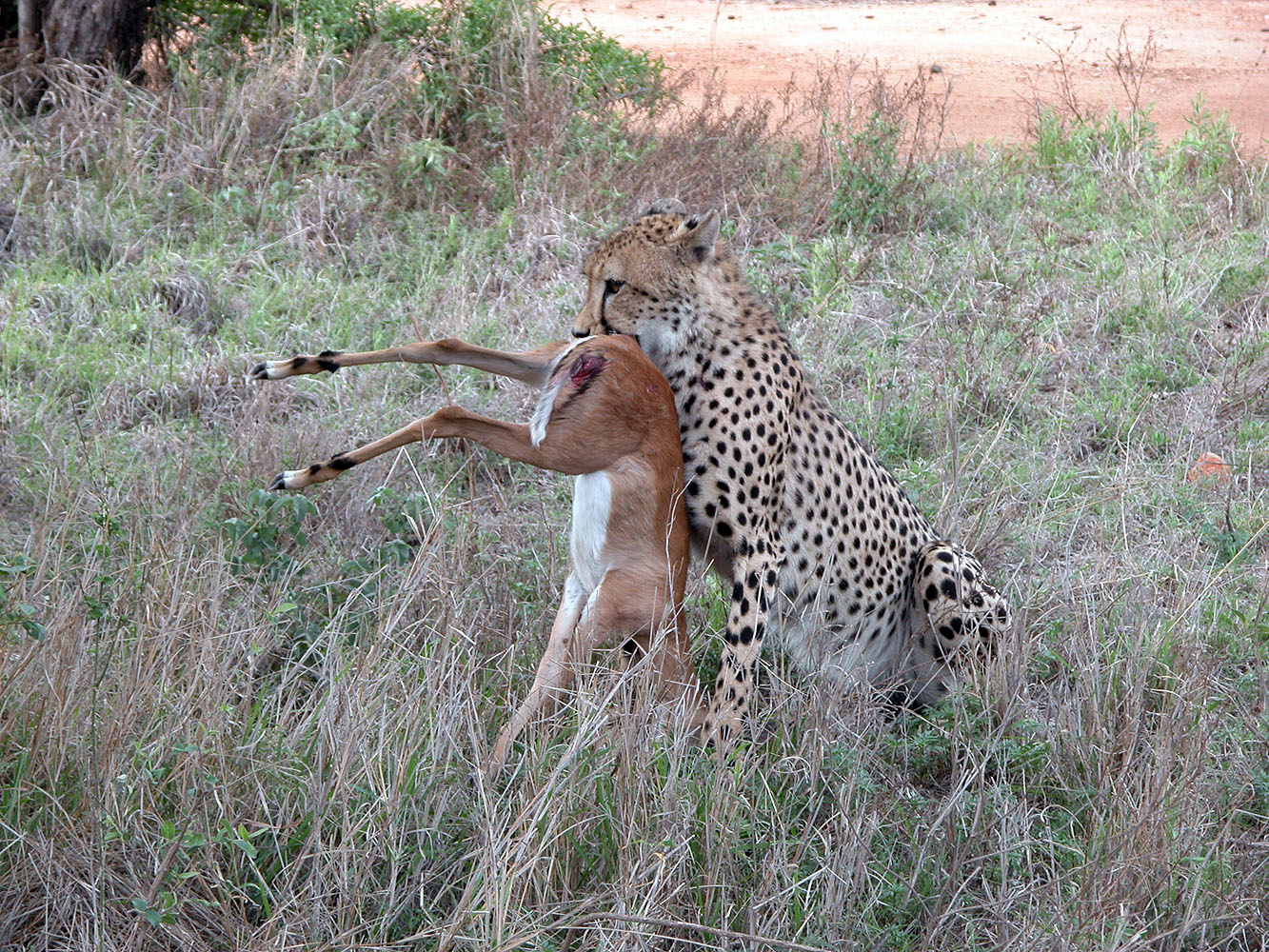 Gepard mit erbeuteter Antilope im Grasland des Krüger-Nationalparks in Südafrika.
