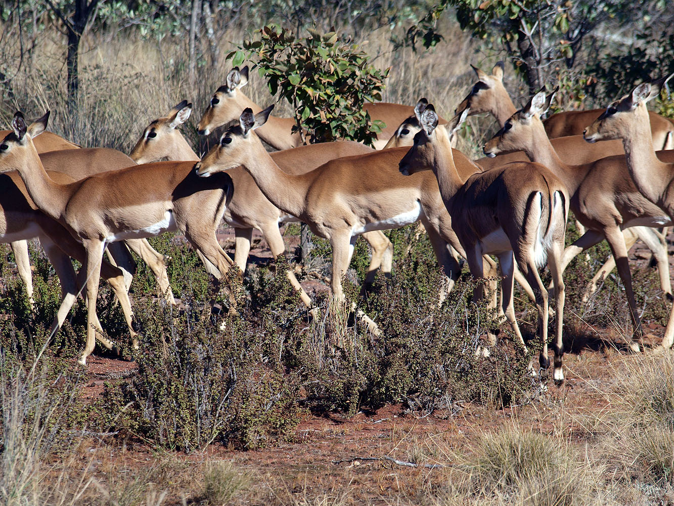 Eine Herde Impalas bewegt sich durch die Buschlandschaft eines Wildreservats im südlichen Afrika.