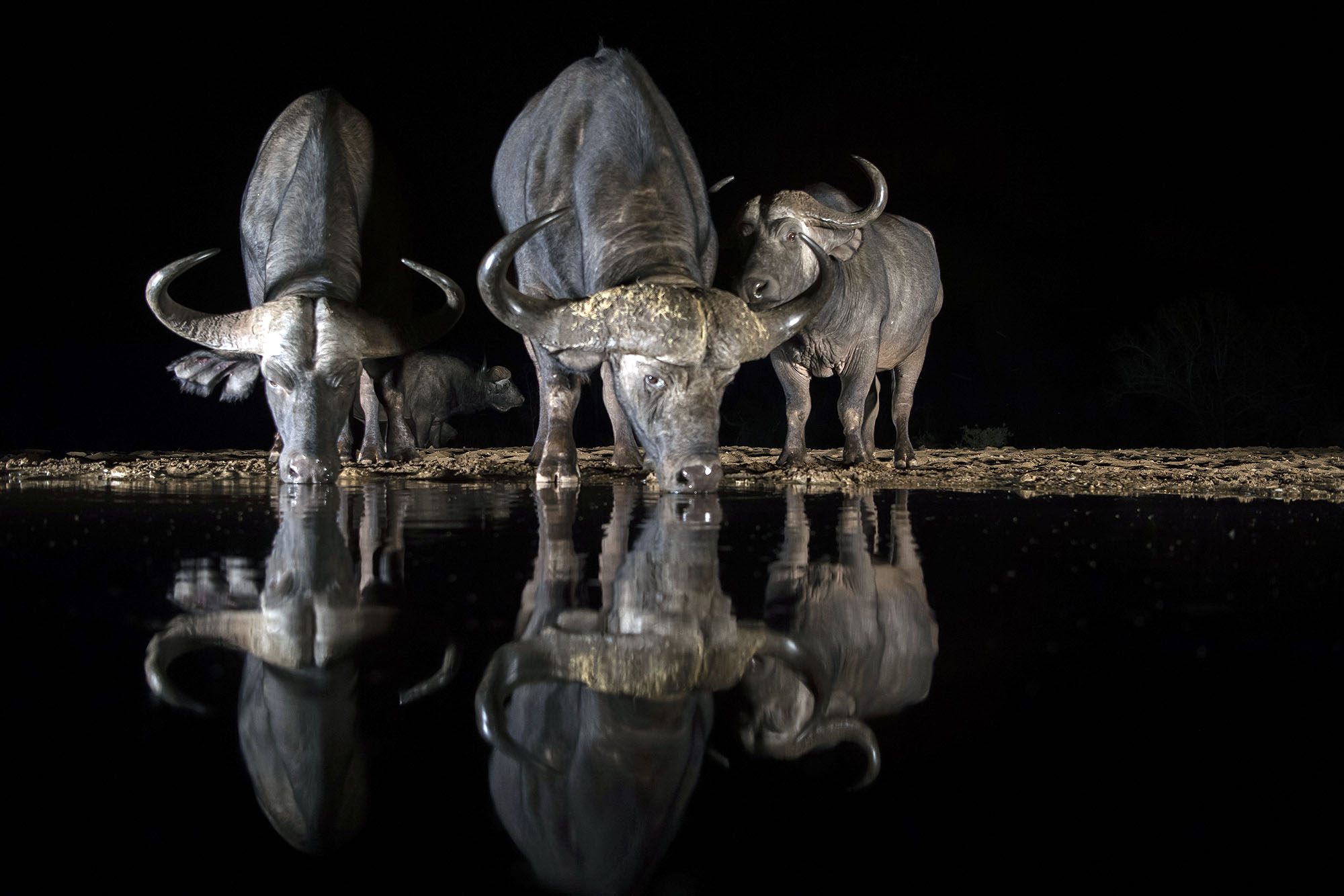 Kapbüffel trinken nachts an einer beleuchteten Wasserstelle in Botswana, ihre Spiegelbilder sind im ruhigen Wasser sichtbar.