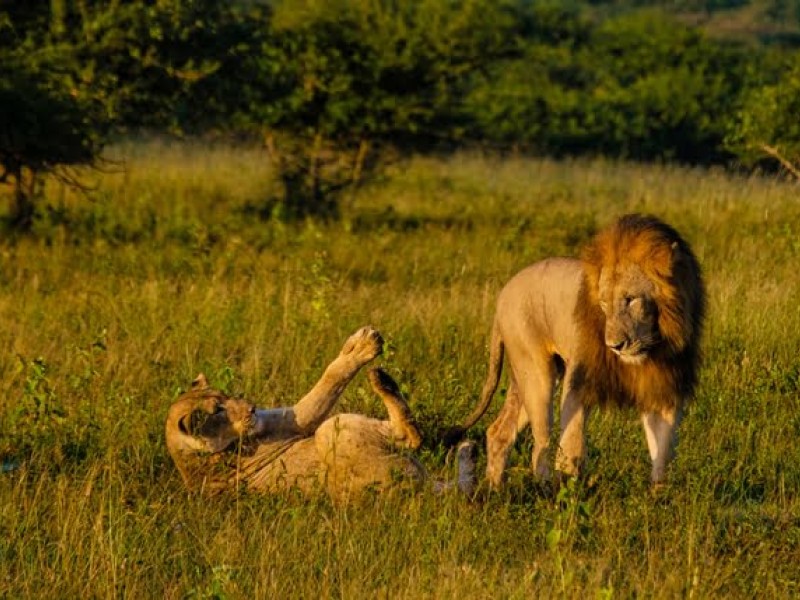 Löwenpaar in den Graslandschaften des Hluhluwe-iMfolozi Parks in KwaZulu-Natal, Südafrika.