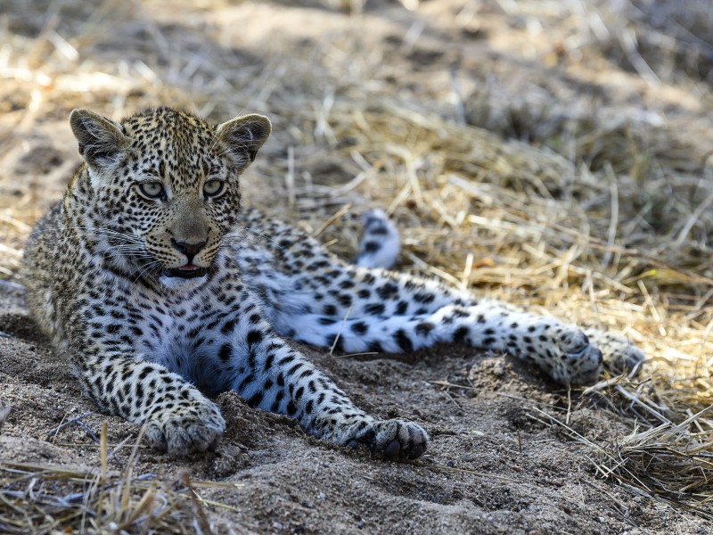 Junger Leopard ruht im Sand eines afrikanischen Wildreservats und blickt aufmerksam in die Umgebung.