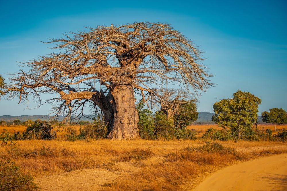 Makgadikgadi & Nxai Pan Salzpfannen