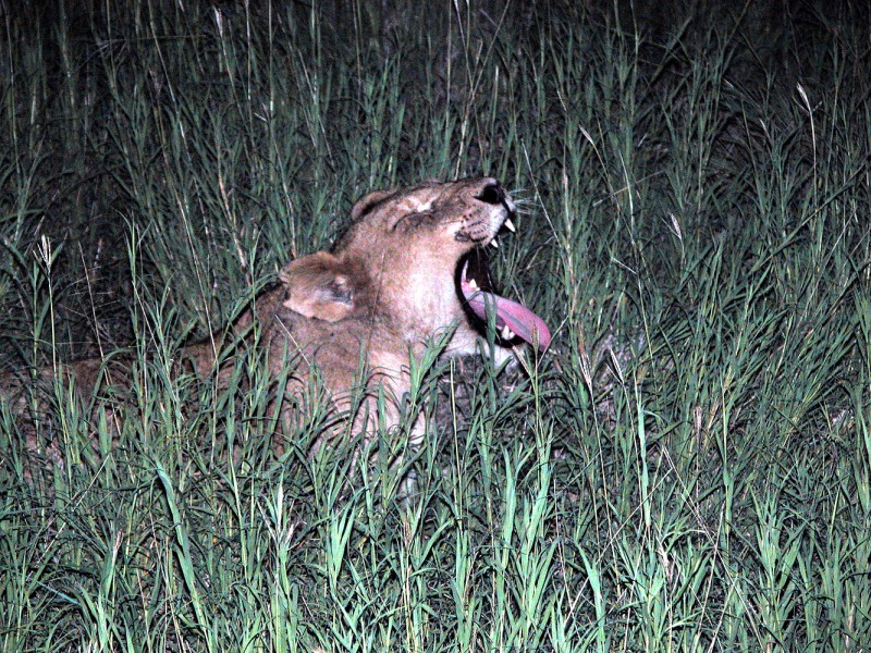 Löwin während einer nächtlichen Safari im hohen Gras eines südafrikanischen Wildreservats.