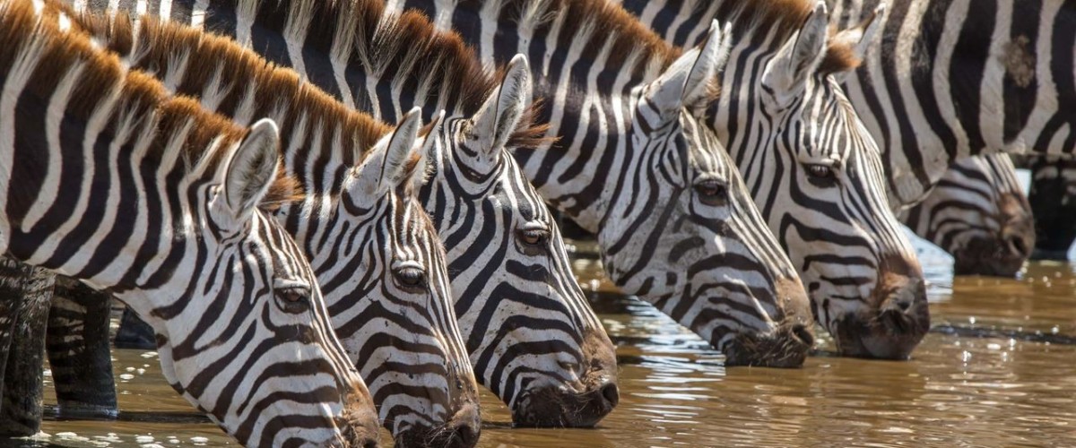Zebraherde beim Trinken an einer Wasserstelle in der afrikanischen Savanne