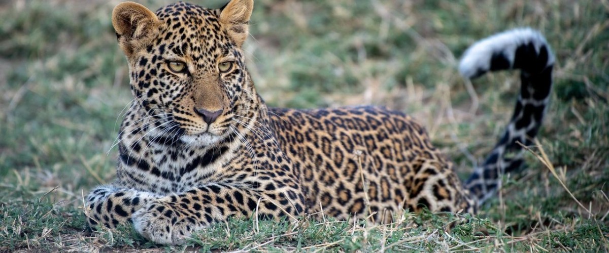 Leopard liegt entspannt im Gras der afrikanischen Savanne
