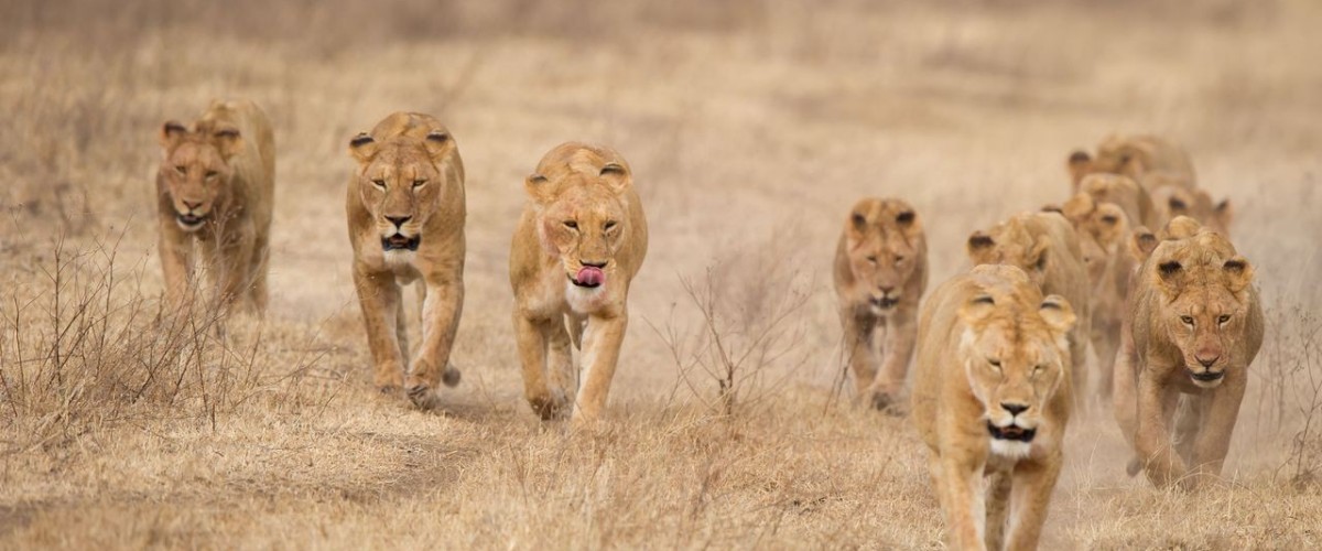 Löwenrudel auf dem Weg durch die trockene afrikanische Savanne