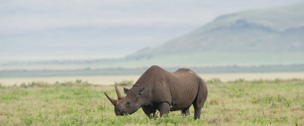 Nashorn in einer offenen Graslandschaft vor weiter Bergkulisse