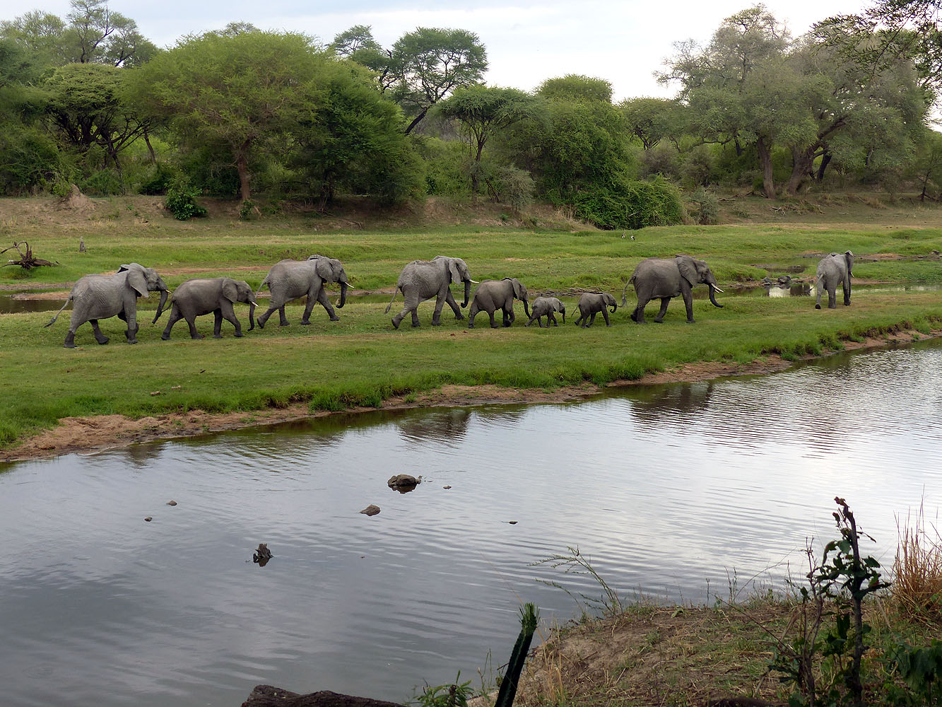 Elefantenfamilie mit Jungtieren zieht entlang eines Flussufers im Nyerere Nationalpark in Tansania.