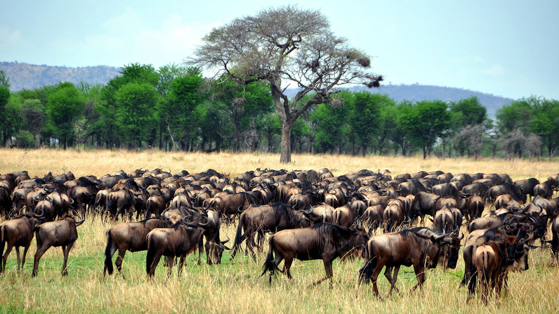 Große Herde von Gnus in den Graslandschaften der Serengeti während der jährlichen Migration in Tansania.