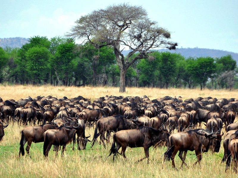 Große Herde von Gnus in den Graslandschaften der Serengeti während der jährlichen Migration in Tansania.