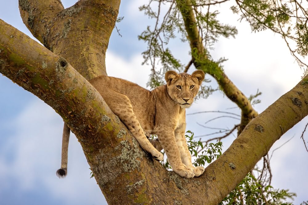 Lake Manyara National Park