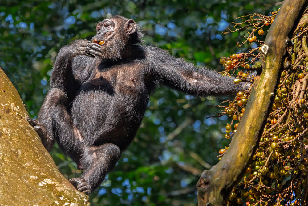 Mahale National Park / Gombe Stream National Park