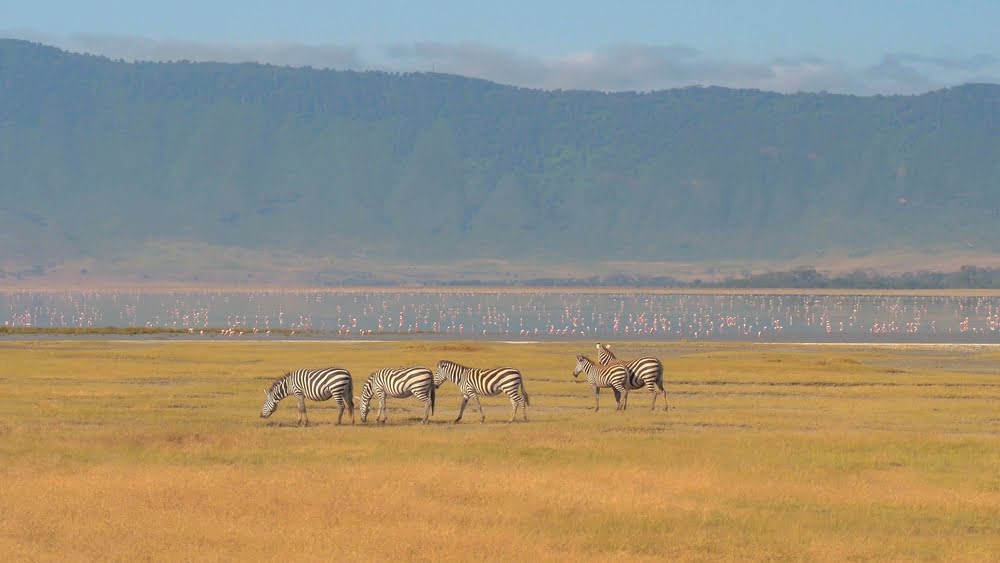 Zebras grasen auf dem Boden des Ngorongoro-Kraters in Tansania vor einem Sodasee und den steilen Kraterwänden im Hintergrund.