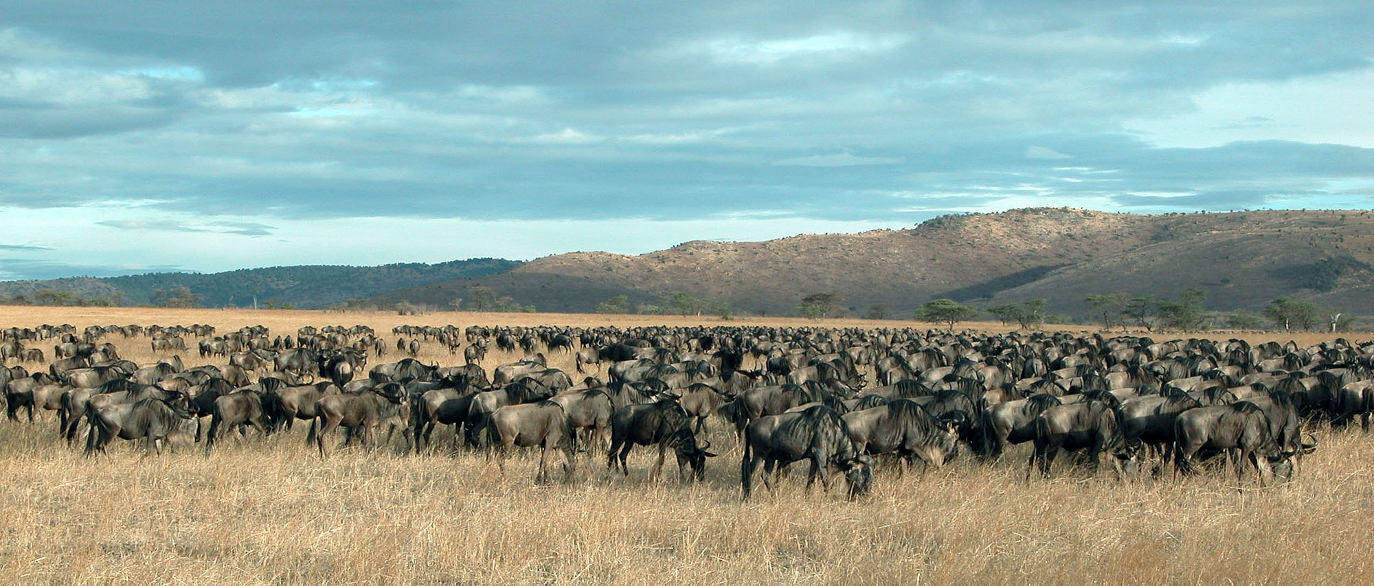 Serengeti Grumeti Migration Luxus Safari Tansania