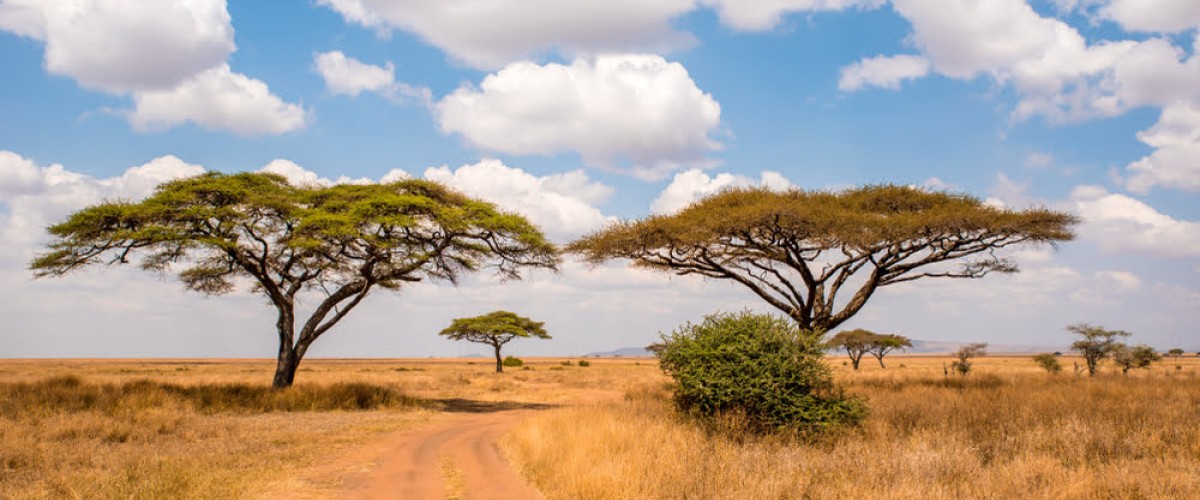 Typische Akazienlandschaft im Serengeti Nationalpark in Tansania mit weiter Savanne, Sandpiste und dramatischem Wolkenhimmel.