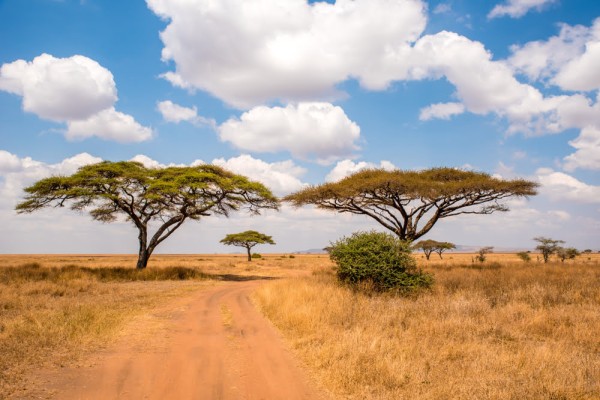 Luxus-Safari in der Serengeti