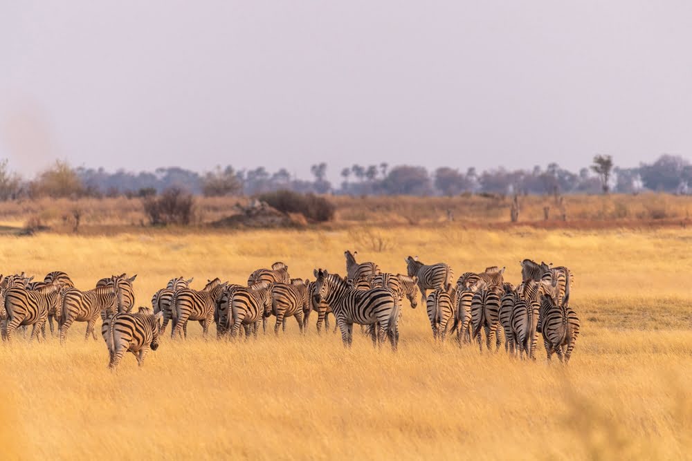 Tanzania